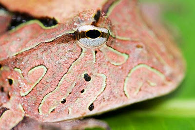 Ένας παράξενος βάτραχος… pacman! - Φωτογραφία 7
