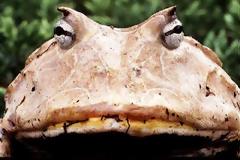 Ένας παράξενος βάτραχος… pacman!