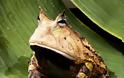 Ένας παράξενος βάτραχος… pacman! - Φωτογραφία 2