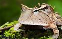 Ένας παράξενος βάτραχος… pacman! - Φωτογραφία 3