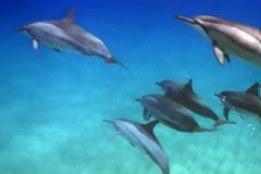 Δελφίνι κουβαλά και κηδεύει το νεκρό μωρό του [εικόνες]