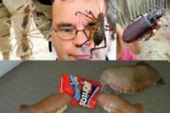 Δείτε:Τα 16 μεγαλύτερα έντομα στον κόσμο!!Αντέχεις να τα δεις;;