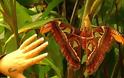 Δείτε:Τα 16 μεγαλύτερα έντομα στον κόσμο!!Αντέχεις να τα δεις;; - Φωτογραφία 11