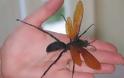 Δείτε:Τα 16 μεγαλύτερα έντομα στον κόσμο!!Αντέχεις να τα δεις;; - Φωτογραφία 12