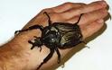 Δείτε:Τα 16 μεγαλύτερα έντομα στον κόσμο!!Αντέχεις να τα δεις;; - Φωτογραφία 5