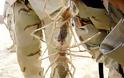 Δείτε:Τα 16 μεγαλύτερα έντομα στον κόσμο!!Αντέχεις να τα δεις;; - Φωτογραφία 7