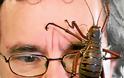 Δείτε:Τα 16 μεγαλύτερα έντομα στον κόσμο!!Αντέχεις να τα δεις;; - Φωτογραφία 9
