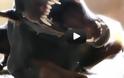 VIDEO: Γατάκι εναντίον Doberman