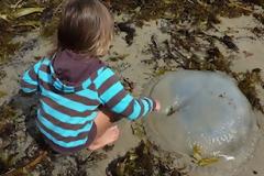 Τσούχτρες στη θαλασσα