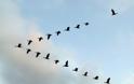 Τα θαύματα της φύσης / Γιατί τα πουλιά πετούν σε σχηματισμό  V...???