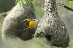 Πουλιά αρχιτέκτονες