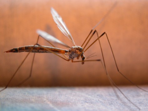 Έκτακτα μέτρα και ανησυχία για τα κουνούπια μετά τον πρώτο θάνατο και στην Αθήνα! - Φωτογραφία 1