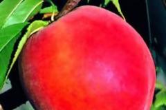 Βάλτε ροδάκινα στο τραπέζι σας, κάντε δίαιτα αλλά και πολύ καλό στην υγεία σας