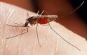 Κρούσμα ελονοσίας στο Αιτωλικό