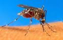 Καταπολέμηση κουνουπιών στο δήμο Ιεράς Πόλεως Μεσολογγίου