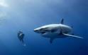 VIDEO: Δύτες ήρθαν σε απόσταση αναπνοής με λευκό καρχαρία!