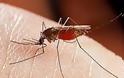 Ελονοσία: Τι είναι-Πως αντιμετωπίζεται