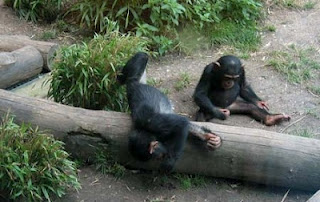 Μαϊμού ανακάλυψε κρυφή κάμερα... Δείτε τη φωτογραφία... - Φωτογραφία 1