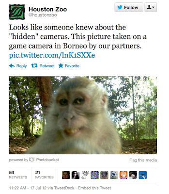 Μαϊμού ανακάλυψε κρυφή κάμερα... Δείτε τη φωτογραφία... - Φωτογραφία 2