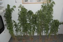 Αγρότης με χασίς στην τσιμπίδα της αστυνομίας