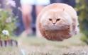 ΔΕΙΤΕ: Γάτες που φωτογραφήθηκαν την κατάλληλη στι - Φωτογραφία 25