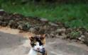 ΔΕΙΤΕ: Γάτες που φωτογραφήθηκαν την κατάλληλη στι - Φωτογραφία 26