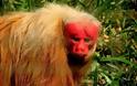 Γιατί μερικοί πίθηκοι έχουν κόκκινο πρόσωπο;