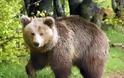 Αρκτούρος: Άλλη μια αρκούδα νεκρή στην άσφαλτο