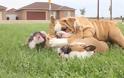 VIDEO: Κουτάβια αγγλικά bulldog στο πάρκο