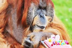 Τα 50ά γενέθλια του γηραιότερου ουρακοτάγκου!