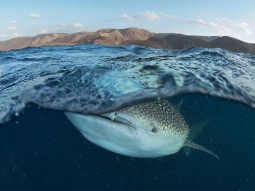 ΔΕΙΤΕ: Τις καλύτερες φωτογραφίες του National Geographic! - Φωτογραφία 13