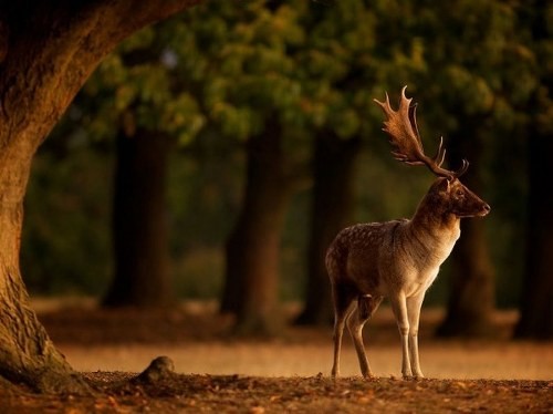 ΔΕΙΤΕ: Τις καλύτερες φωτογραφίες του National Geographic! - Φωτογραφία 3