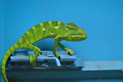 ΔΕΙΤΕ: Τις καλύτερες φωτογραφίες του National Geographic!