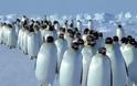 Οι άνθρωποι «αγχώνουν» τους πιγκουίνους!