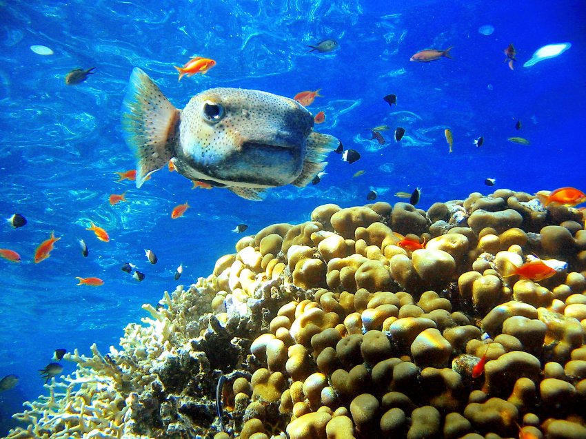 Η καταραμένη τοποθεσία καταδύσεων Blue Hole - Φωτογραφία 6