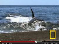 Φάλαινα δολοφόνος βγαίνει στην ακτή για να πιάσει το θήραμά της (video) - Φωτογραφία 1