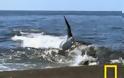 Φάλαινα δολοφόνος βγαίνει στην ακτή για να πιάσει το θήραμά της (video)