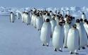 Οι άνθρωποι «αγχώνουν» τους πιγκουίνους