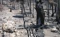 Μετρούν τις πληγές που άφησε η φωτιά στην Κίσαμο