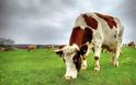 45χρονος γυμναστής βόσκει αγελάδες και εξάγει το κρέας τους στο εξωτερικό!