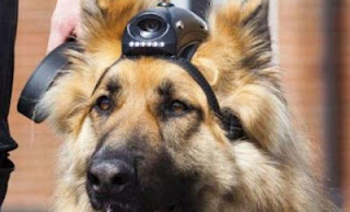 Κάμερες στα σκυλιά της αστυνομίας - Φωτογραφία 1