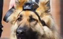 Κάμερες στα σκυλιά της αστυνομίας