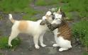 VIDEO: Υπάρχει πολύ αγάπη μεταξύ σκύλου και γάτας!