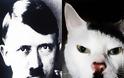 Γάτες που μοιάζουν με τον Χίτλερ