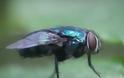 Οι μύγες κινδυνεύουν... όταν κάνουν σεξ