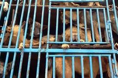 Εμπόριο σκυλίσιου κρέατος