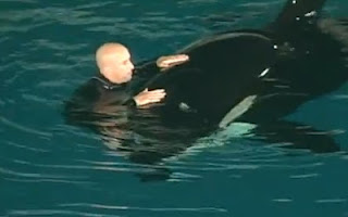 Σοκαριστικό βίντεο: Φάλαινα δαγκώνει και παγιδεύει τον εκπαιδευτή της - Φωτογραφία 1