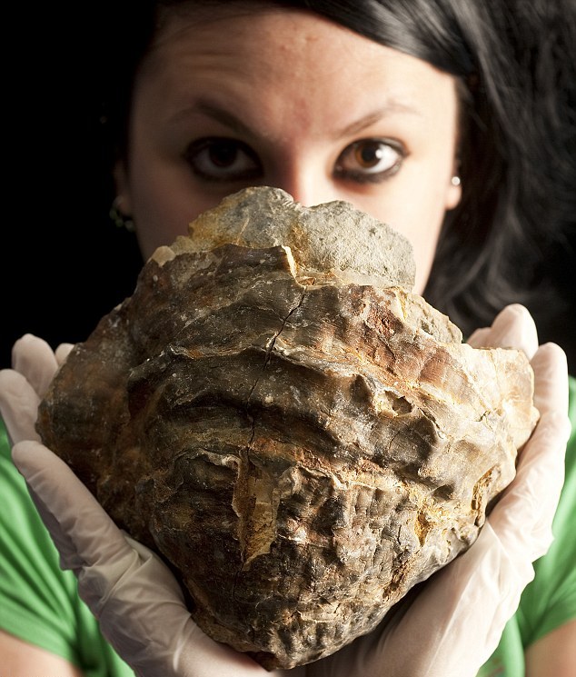 Βρέθηκε το μεγαλύτερο μαργαριτάρι του κόσμου; - Φωτογραφία 2