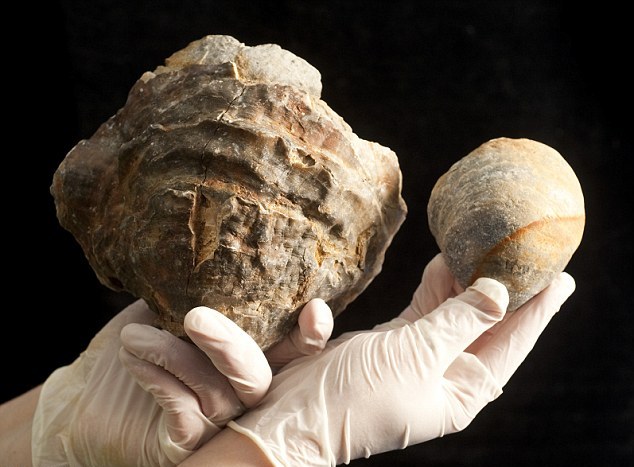 Βρέθηκε το μεγαλύτερο μαργαριτάρι του κόσμου; - Φωτογραφία 4