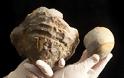 Βρέθηκε το μεγαλύτερο μαργαριτάρι του κόσμου; - Φωτογραφία 4